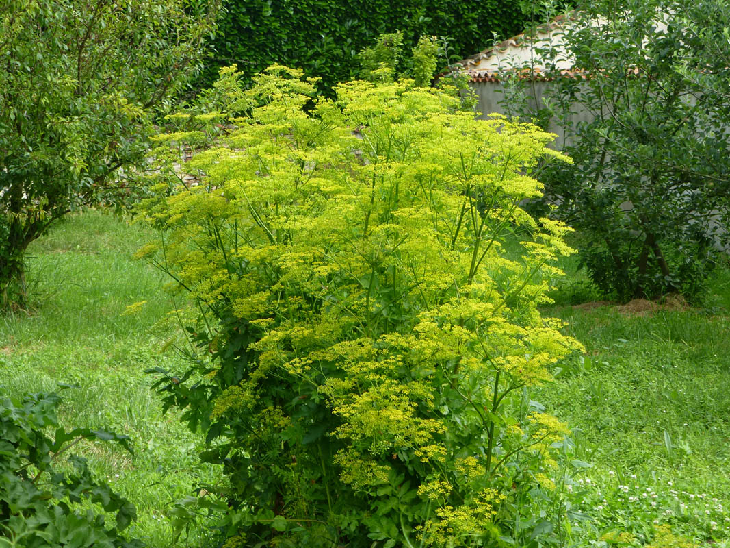 Pastinaca sativa ssp sylvestris en fleurs dans une prairie maigre ensoleillée